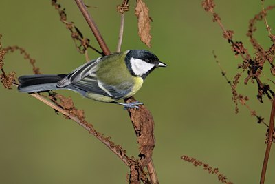 BUITEN BEELD Foto: 114760
