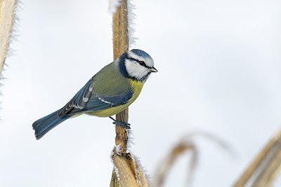 BUITEN BEELD Foto: 114762