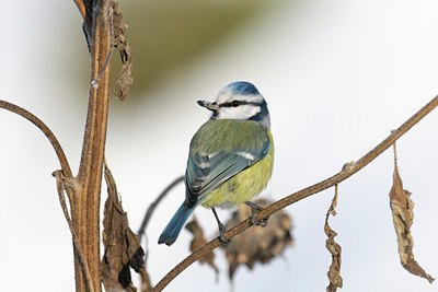 BUITEN BEELD Foto: 114764