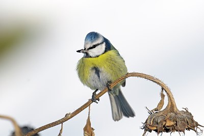 BUITEN BEELD Foto: 114766