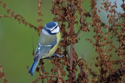 BUITEN BEELD Foto: 114769