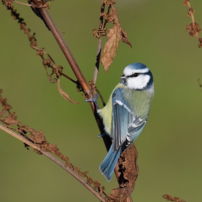 BUITEN BEELD Foto: 114775