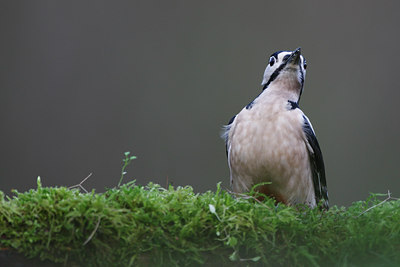 BUITEN BEELD Foto: 114776