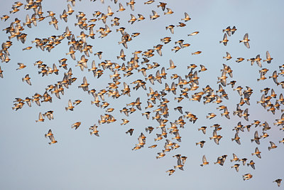 BUITEN BEELD Foto: 114777
