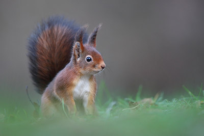 BUITEN BEELD Foto: 114779