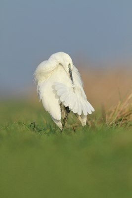 BUITEN BEELD Foto: 114800