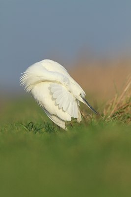 BUITEN BEELD Foto: 114802