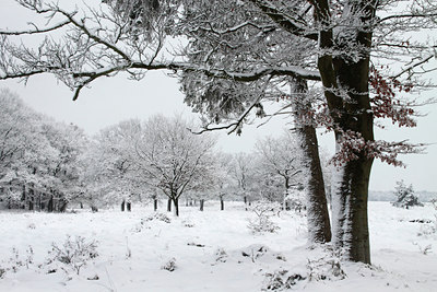 BUITEN BEELD Foto: 114820