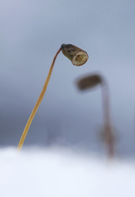 BUITEN BEELD Foto: 114821