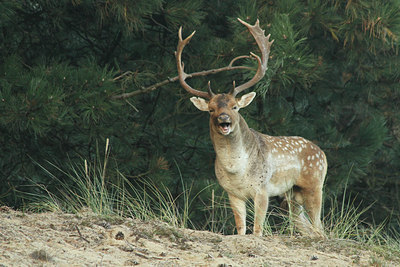 BUITEN BEELD Foto: 114826
