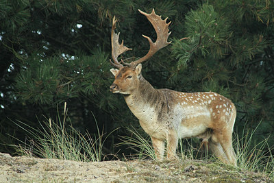 BUITEN BEELD Foto: 114828