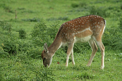 BUITEN BEELD Foto: 114829