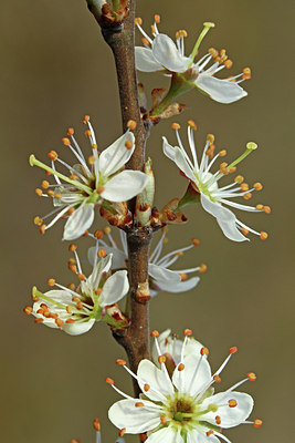 BUITEN BEELD Foto: 114848
