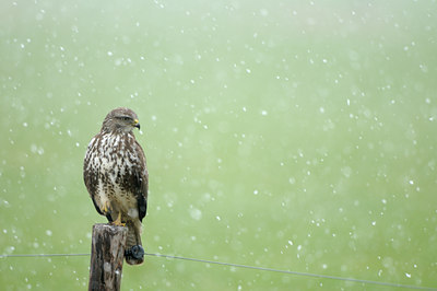 BUITEN BEELD Foto: 114851