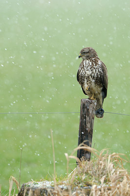 BUITEN BEELD Foto: 114856