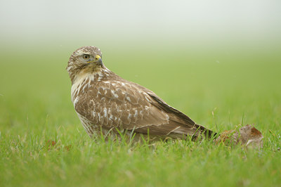 BUITEN BEELD Foto: 114861