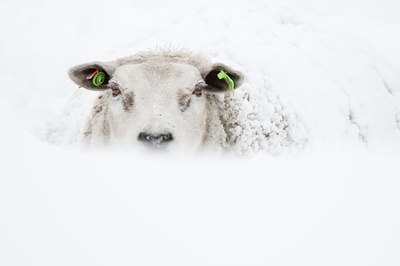 BUITEN BEELD Foto: 114873