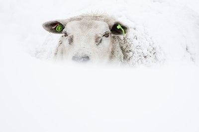 BUITEN BEELD Foto: 114875