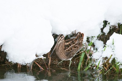 BUITEN BEELD Foto: 114883