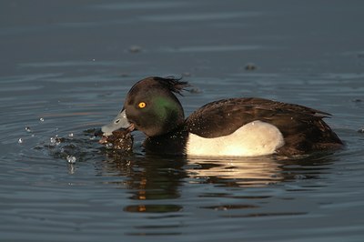 BUITEN BEELD Foto: 114889