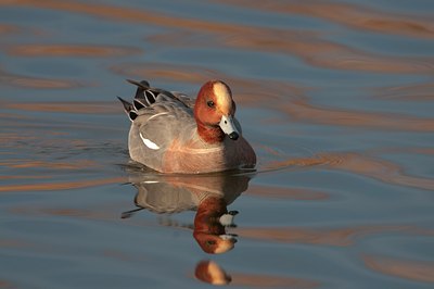 BUITEN BEELD Foto: 114895