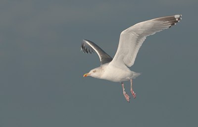 BUITEN BEELD Foto: 114910