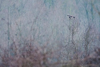 BUITEN BEELD Foto: 114917