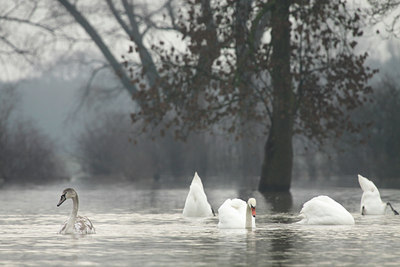 BUITEN BEELD Foto: 115025