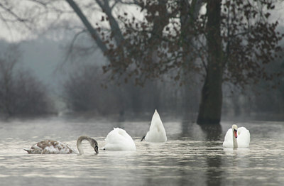 BUITEN BEELD Foto: 115043