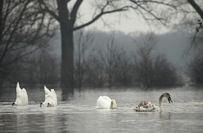 BUITEN BEELD Foto: 115046