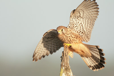 BUITEN BEELD Foto: 115092