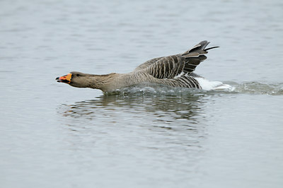 BUITEN BEELD Foto: 115126