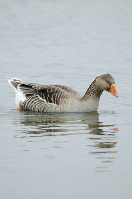 BUITEN BEELD Foto: 115129