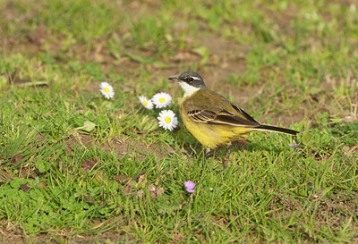 BUITEN BEELD Foto: 115134