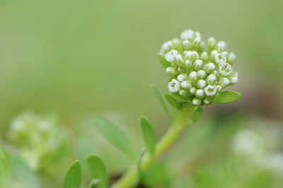 BUITEN BEELD Foto: 115183