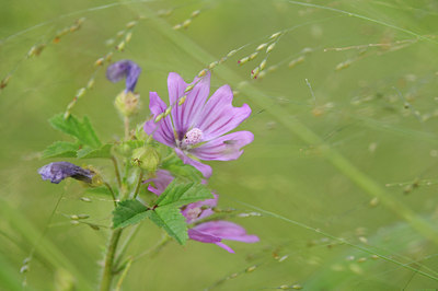 BUITEN BEELD Foto: 115187
