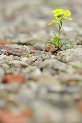 BUITEN BEELD Foto: 115190