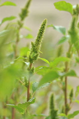 BUITEN BEELD Foto: 115192