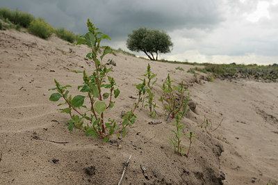 BUITEN BEELD Foto: 115194