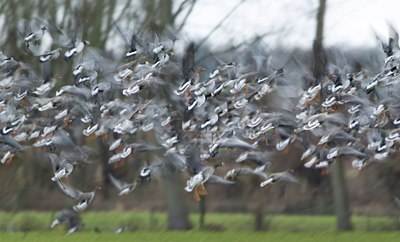 BUITEN BEELD Foto: 115196
