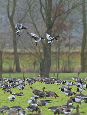 BUITEN BEELD Foto: 115197