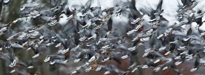 BUITEN BEELD Foto: 115199