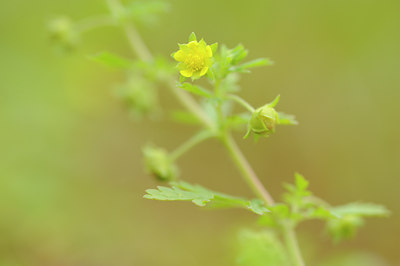 BUITEN BEELD Foto: 115204