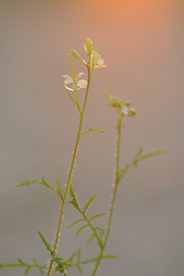 BUITEN BEELD Foto: 115205