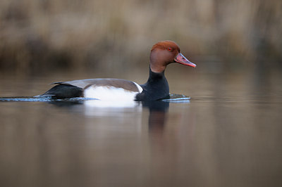 BUITEN BEELD Foto: 115259