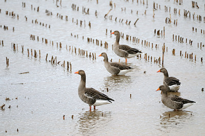 BUITEN BEELD Foto: 115262