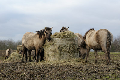 BUITEN BEELD Foto: 115266