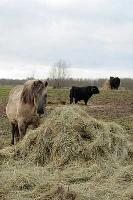 BUITEN BEELD Foto: 115267