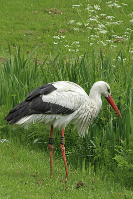 BUITEN BEELD Foto: 115284
