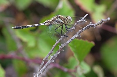 BUITEN BEELD Foto: 115330